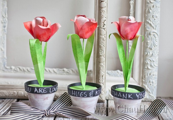 Mua chậu trồng hoa tulip thật đơn giản
