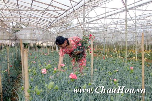 Chậu hoa đẹp cẩm chướng có thể thích hợp với nhiều loại đất trồng