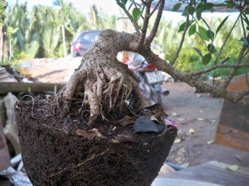 Sang chậu, thay đất cho bonsai