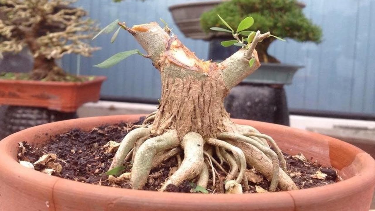 kỹ thuật cơ bản để có thể tạo được bộ rễ nồi cho các cây xanh bonsai