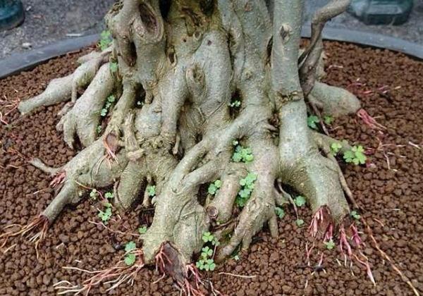 tạo ra một cây xanh bonsai lý tưởng và có giá trị cao