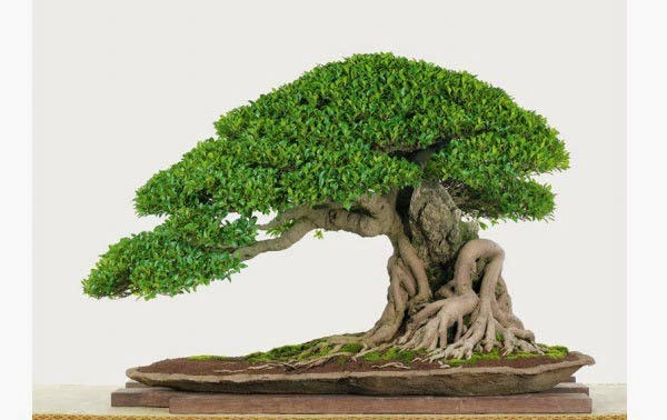 Đối với tác phẩm bonsai, rễ còn là yếu tố làm tăng thêm vẻ đẹp, nhất là rễ lồi trên mặt đất