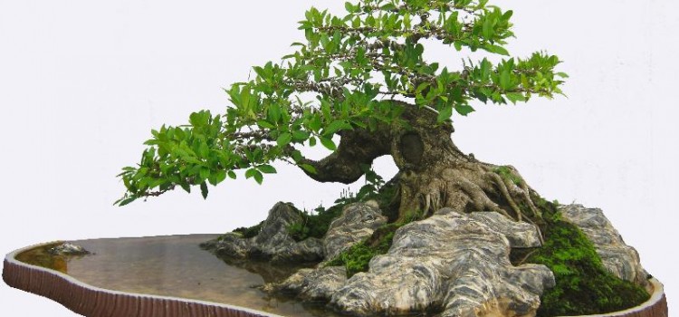 chọn những cây xanh bonsai có ý nghĩa thanh cao, giá trị nghệ thuật