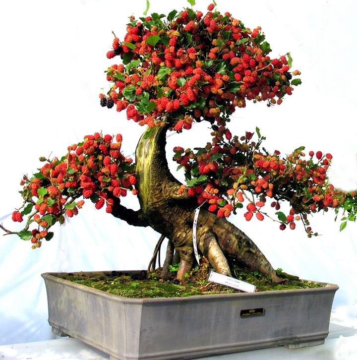 www.ChauHoa.vn sẽ giới thiệu đến các bạn cách chăm sóc cây xanh bonsai già