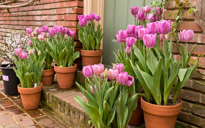 Một chậu hoa tulip đẹp có thể làm sáng cả ngôi nhà bạn