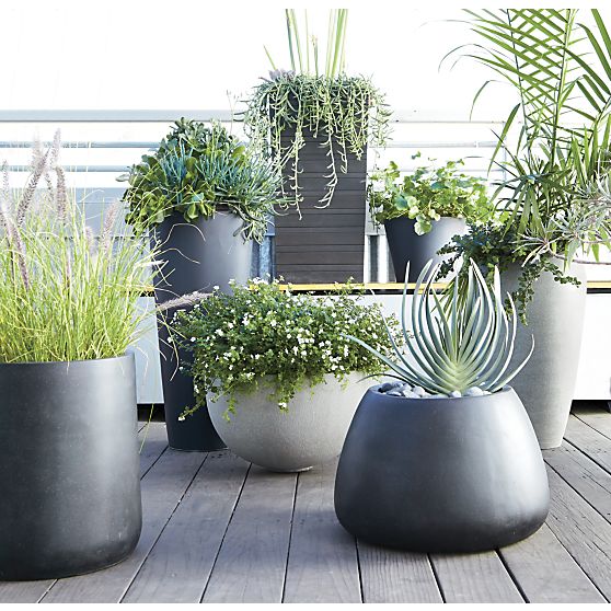 Trồng cây xanh bonsai trên sân thượng có một lợi thế là nắng tốt sương nhiều