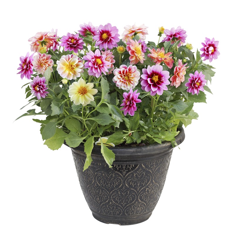 mua hoa, chậu trồng hoa cảnh tết để làm quà biếu hoặc mang về trang trí ở nhà