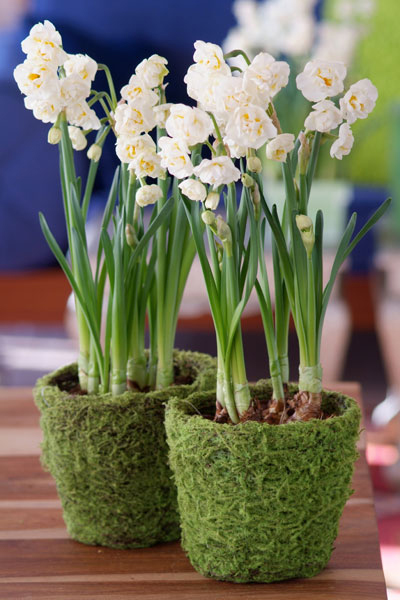 Với không gian bếp bạn nên trồng những chậu hoa nhỏ gọn