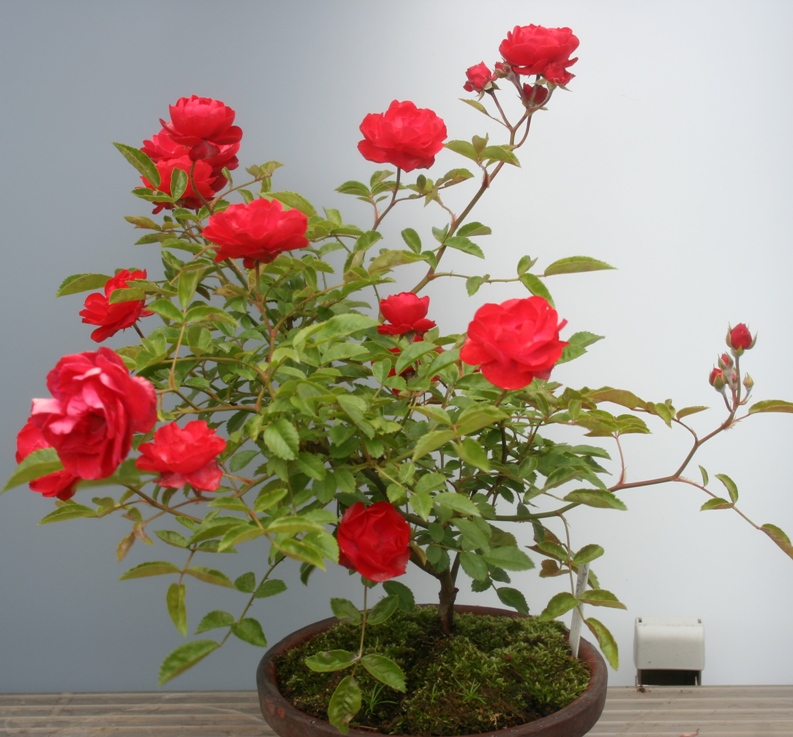  lưu ý về chăm sóc cho cây hoa hồng cũng như những ích lợi mà chậu hoa greenbo mang lại