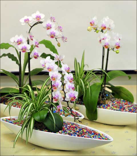 những mẫu chậu trồng hoa lan kiểu mới trên sẽ giúp cho người trồng cây hoa chọn lựa