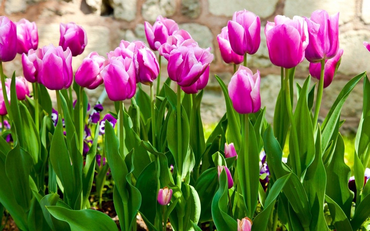 Chậu hoa tulip nay đã trồng được ở Việt Nam