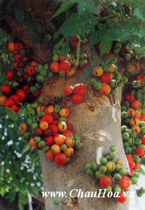 Cây xanh bonsai sung cho ra trái đẹp