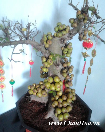 Sung một loại cây xanh bonsai dễ tính không đòi hỏi chăm sóc đặc biệt