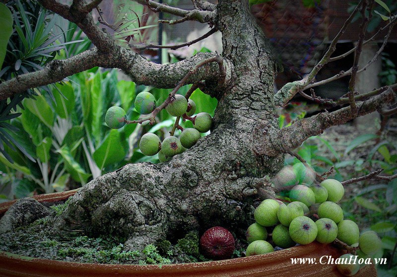 Sung là một trong những loại cây xanh bonsai có thân gỗ lâu năm 