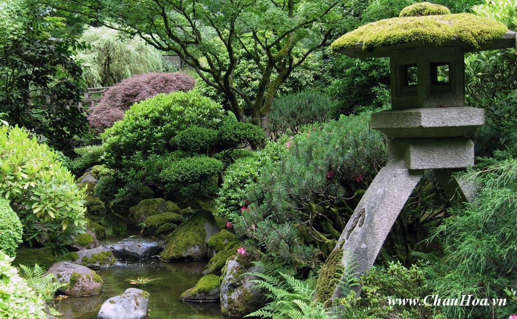 bạn hãy thường xuyên tưới nước để cây xanh bonsai có độ ẩm cần thiết