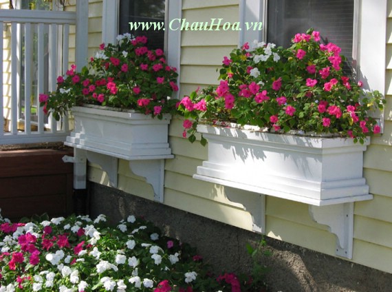 Căn nhà của bạn sẽ "long lanh" hơn nhiều nếu bệ cửa sổ được trang điểm bằng những chậu hoa đẹp