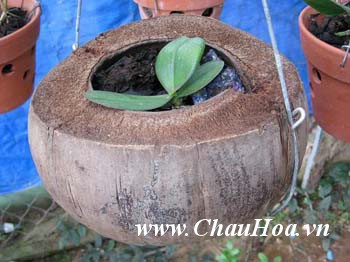 trồng phong lan trong xơ dừa giúp cay mau lớn