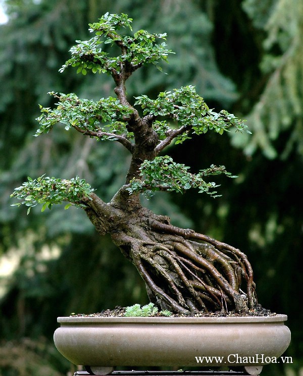 Trồng cây xanh bonsai dưới vườn là một giai đoạn quan trọng của đời sống cây cảnh.
