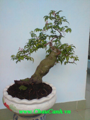 cây xanh bonsai càng già giá trị càng cao