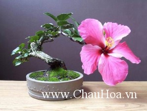 cây xanh bonsai từ xưa đã được mọi người yêu thích vì vẻ đẹp của nó
