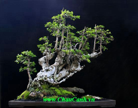 cây xanh bonsai rất được ưa chuộng hiện nay