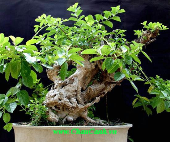chăm sóc cây xanh bonsai già có giá trị cao