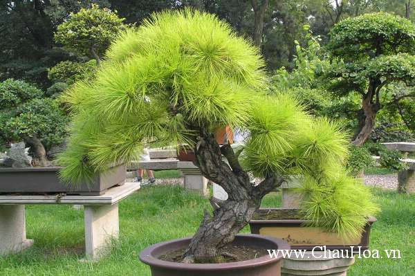 Cần chú ý đến ánh sáng và nhiệt độ khi trồng cây xanh bonsai