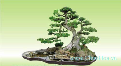 chậu cây xanh bonsai tạo hình rất đẹp mắt 