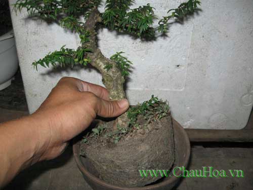 cần chú ý khi phải thay đất cho chậu cây xanh bonsai