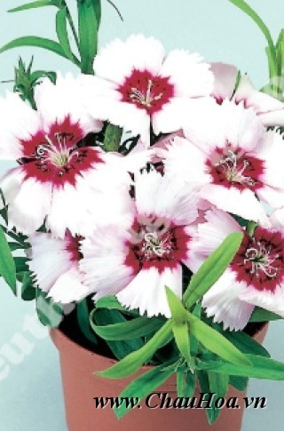Ý nghĩa của chậu hoa đẹp cẩm chướng thay đổi tùy theo màu sắc của nó
