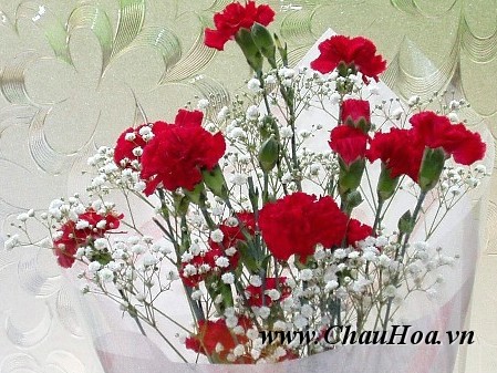  vì vậy nhiều người vì tình yêu nên đã trồng các chậu hoa đẹp cẩm chướng thay vì trồng hoa hồng.