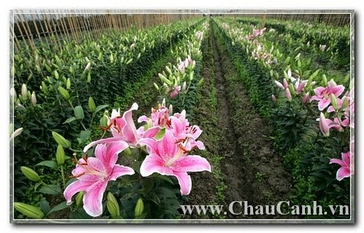 Hoa ly ươm tại vườn và được trồng vào chậu hoa bán ngày tết