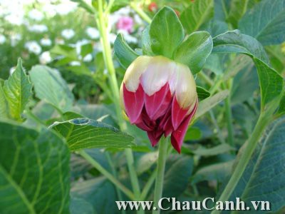 bạn có thể trồng hoa thược dược trong chậu hoa hay ngoài vườn