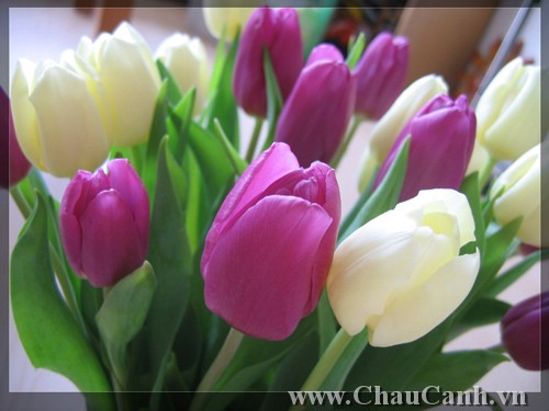 Chậu hoa tulip được ưa chuộng trong ngày tết