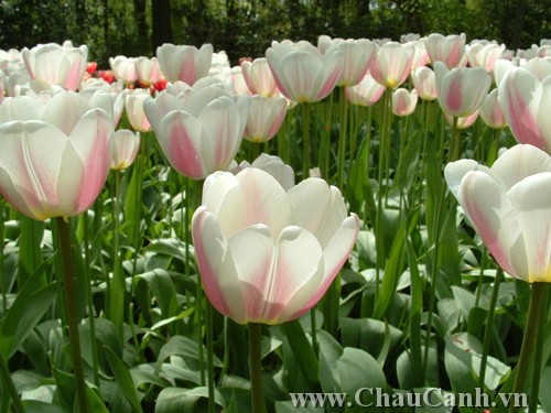 Chậu hoa tulip được bày bán rất nhiều vào dịp tết