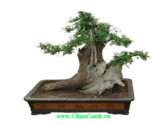 dáng cây xanh bonsai làm tôn thêm giá trị của cây
