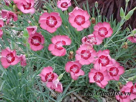 Hoa cẩm chướng hồng  chậu hoa đẹp tượng trưng cho ngày của mẹ.