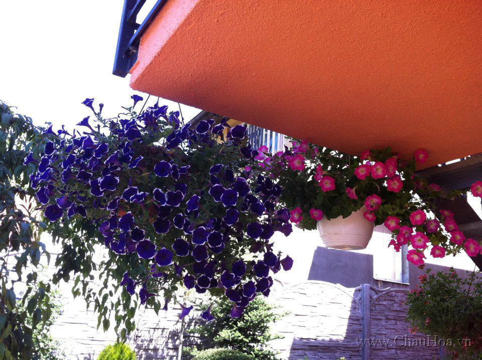Trồng hoa trên ban công mang màu xanh đến cho nhà bạn