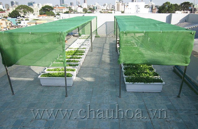 Chậu trồng hoa bằng nhựa có thể dùng trồng rau trên sân thượng