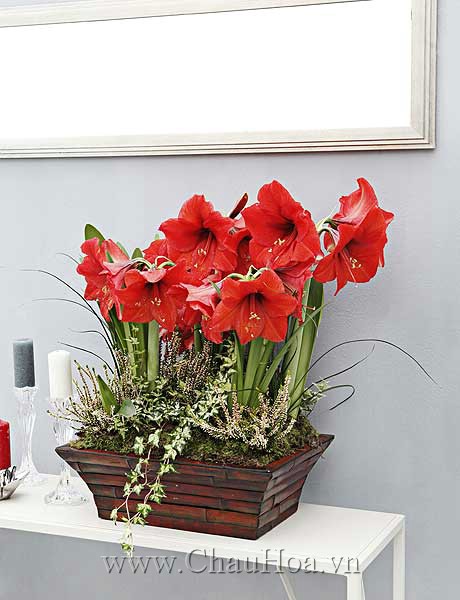  Mua chậu hoa phù hợp sẽ làm phòng khách nhà bạn sang trọng hơn