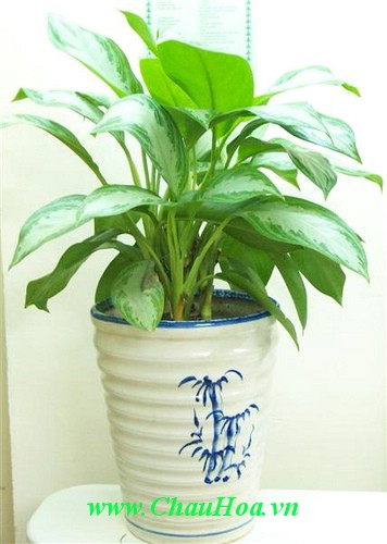 Cây xanh bonsai có lá tròn, đầy đặn, có lá màu đậm mang lại giàu sang, may mắn