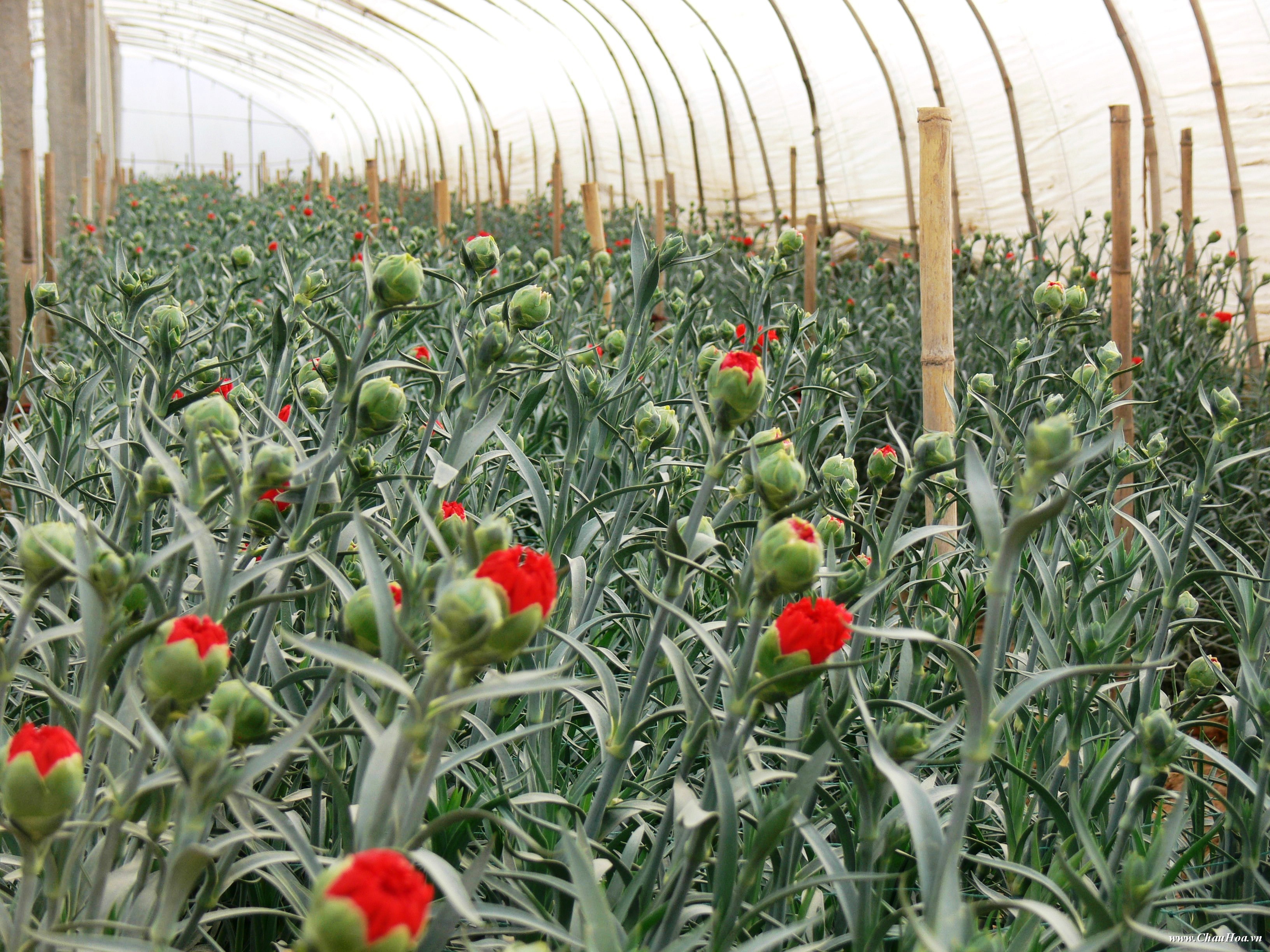 Lựa chọn thời tiết thích hợp để các chậu hoa đẹp cẩm chướng được phát triển tốt